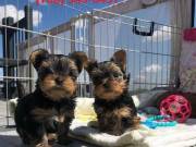Two Healthy Yorkie Puppies Available