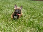 Count Chocula - French Bulldog Male