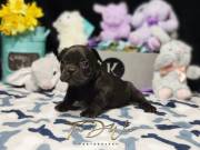 Syrup - French Bulldog Male