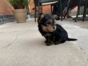  Adorable Morkie Puppies(938) 800-9450
