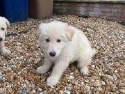 Quality Longhair Champagne white German Shepherd puppies(938) 800-9450