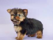 Super adorable Yorkie Puppies
