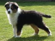 Cute Australian Shepherd puppies