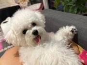 Lovely Bichon frise puppies