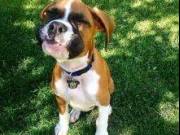 Healthy, adorable Boxer puppies available