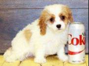 Adorable 12 weeks old Cavapoo puppies
