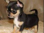 Awesome 12 weeks old Chihuahua puppies