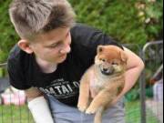 Adorable  Shiba Inu puppies
