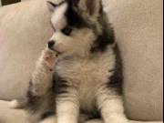 Adorable AKC Pomsky puppies