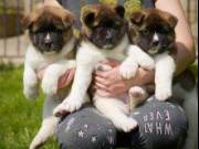 Healthy male and female Akita puppies available