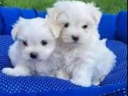 Lovely Bichon Frise puppies