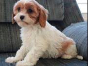 Outstanding quality Cavachon Available