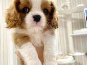 Adorable AKC registered Cavalier king Charles puppies