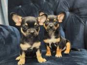 Awesome 12 weeks old Chihuahua puppies