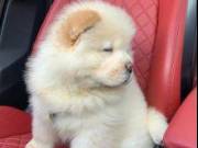 Cute and lovely Chow Chow puppies available