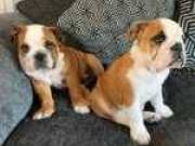 Male and female English Bulldog puppies available