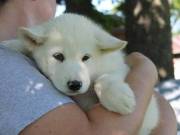 Two amazing Alaskan Malamute puppies.