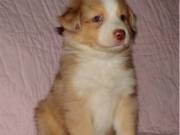 Australian Shepherd Puppies.