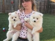 Very healthy and cute Japanese splith puppies.