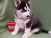 Top quality male and female Siberian Husky puppies.