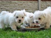 Beautiful Tiny Teacup Maltese Puppies