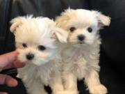 Teacup Maltese puppies text:(240) 348-9111
