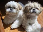 Shih tzu Terrier  puppies for adoption.