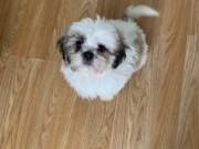 Beautiful Shihtzu Girl