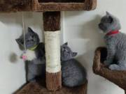 Gorgeous british shorthair kittens for sale