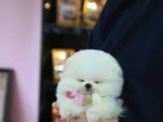Outstanding Female Toy Tcup Pomeranian Puppy