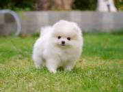 Alluring Teacup Pomeranian puppy Teddy Bear Face