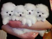 Lovely Teacup Pomeranians for sale