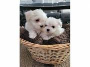 Female and Male Potty Maltese puppies for Adoption ‪+1‪(734) 335-0571‬
