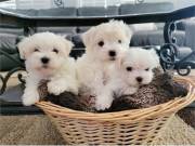 2 Potty trained teacup Maltese puppies for adoption ‪+1‪(734) 335-0571‬