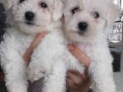 5 Beautiful Bichon Frise Pups