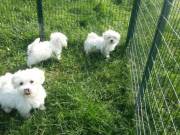 Extra Tiny Maltese Puppies ‪+1‪(734) 335-0571‬