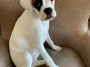 Male & Female Boxer puppies ready  915-320-0832