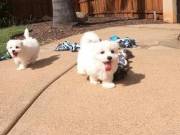 Great Bloodlines Maltese Puppies (734) 335-0571