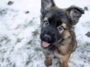 Rottweiler puppies for sale near me