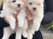 Teacup Maltese Puppies