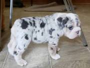 Healthy french bulldog puppies for sale Text & Call: +1(442) 347 9233