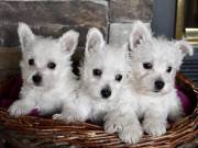 western terrier puppies