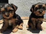 ♥Two Teacup Yorkie puppies♥$250 each♥ ((323) 393-3079