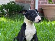 2 Female, American Pit Bull Terrier