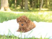 Sweet Lovely Poodle puppies Available