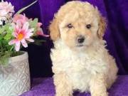 Little Toy Poodle puppies for adoption