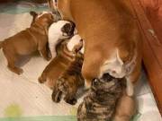 adorable puppies for adoption