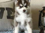 Husky puppies for adoption call/text (704)750-5519