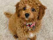 Cavapoo puppies male & female for sale ‪(240)394-8368‬