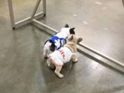  AKC registered male and female